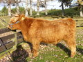 Argyll in profile